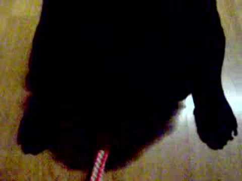 Bertie Wright Playing