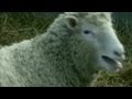 1996 Dolly The Sheep Cloned