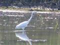 Duna Delta 2008