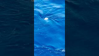 Have you seen these small whirlpools in the middle of the ocean? #whirlpool #cruise #cruiseship