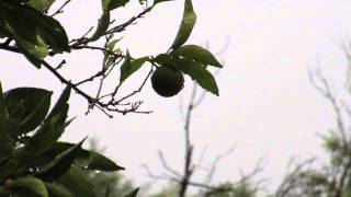 Jesu, Joy of Man's Desiring (Steven Sharp Nelson)