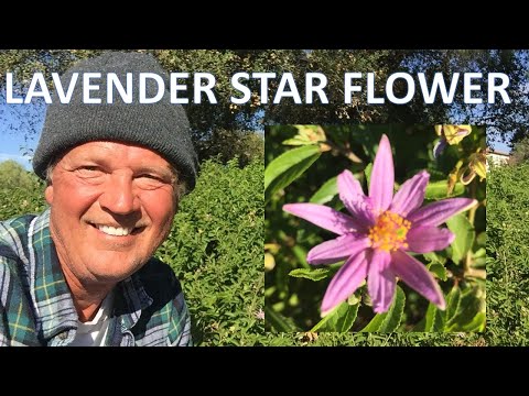 Lavender Star Flower (Crossberry) - Grewia occidentalis