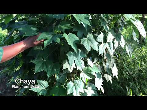 Plants & Vegetables in My Mother's Garden, Juba, South Sudan