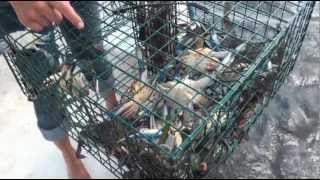 How to catch Blue Crabs in Florida