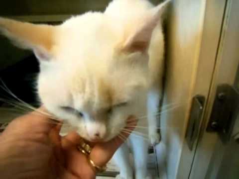 Video of adoptable pet named Leisha