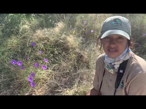Viridiana Orona: Hummingbird Project at Saguaro National Park