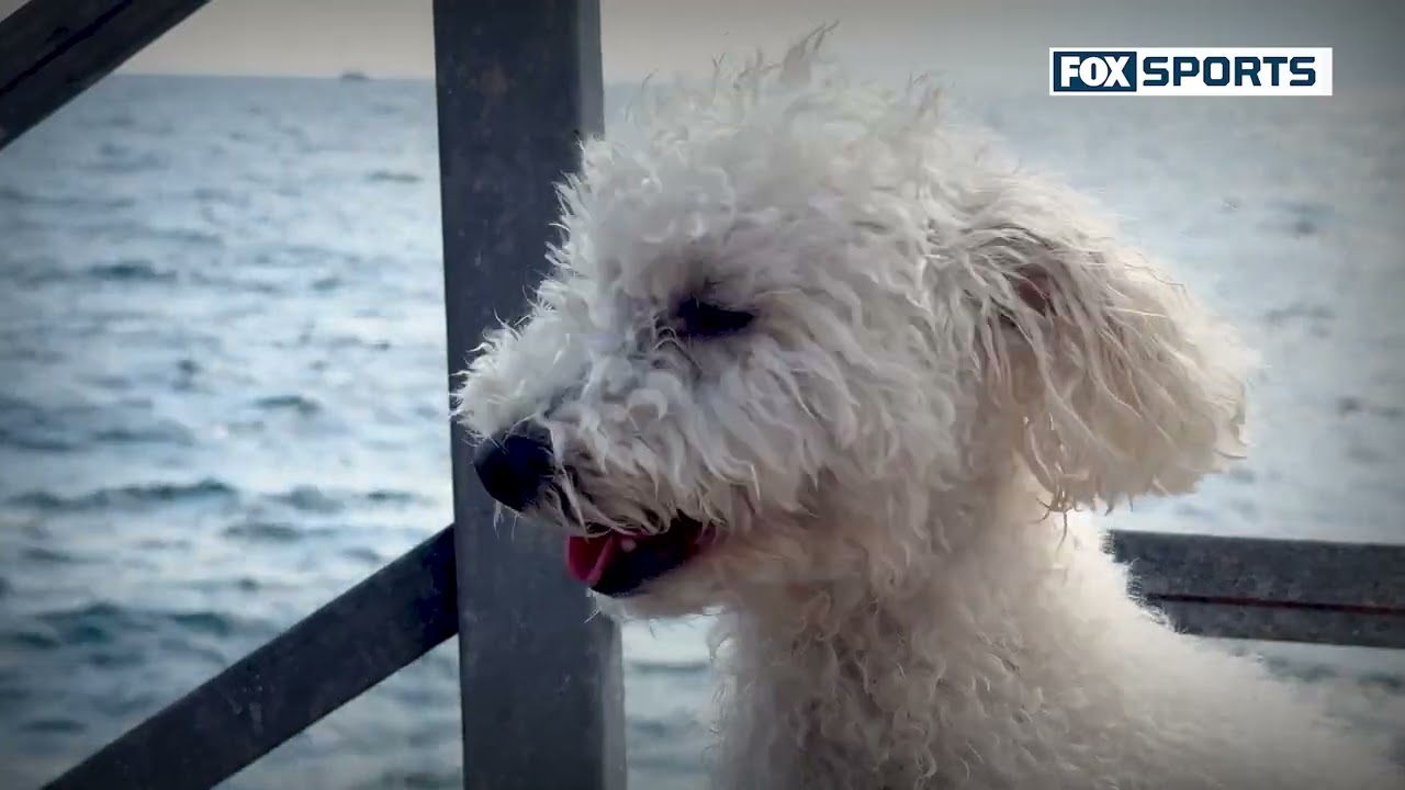 ¡DISCIPLINAS DEPORTIVAS en las que puedes competir con PERROS! Fisgoneando el Deporte