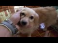 Cute Doggy Natty My Playful Cute Doggy Funny Dog Moments