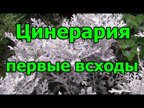 🌱#Цинерария. Первые всходы.