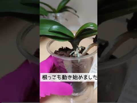 ケイキを失敗せずに育てるには？新しい蘭を育てる正しい方法  庭園