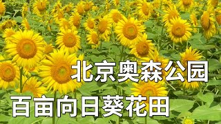 Video : China : The BeiJing Olympic Park in summer - lotuses and sunflowers