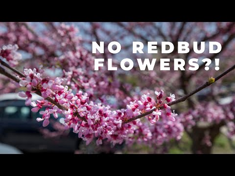 Why Isn't my Eastern Redbud Tree Blooming? | Native Tree: Cercis canadensis