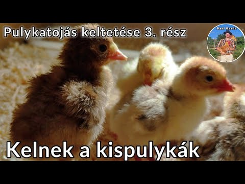 , title : 'Kelnek a kispulykák🐣 - Pulykatojás keltetése, (3. rész)'