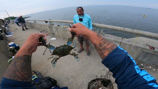 NYC-Crossbay bridge north channel bridge. Blue claw crabs and spot fish 7/27/2025