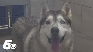 Fayetteville Animal Services reminds pet owners of the dangers of leaving pets in vehicles