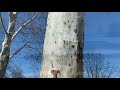 Sycamore Or London Plane Tree Can You Tell The Difference