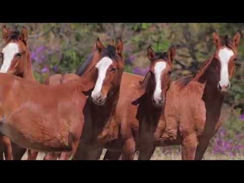 Abraço do Camboim -  Apenas Coberturas