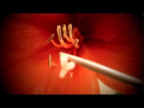 I'm just mad about Saffron