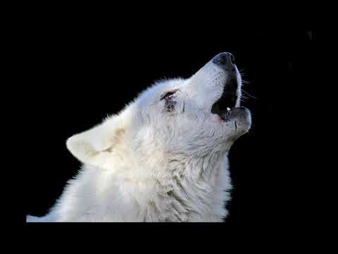 The sound that will make your dog howl