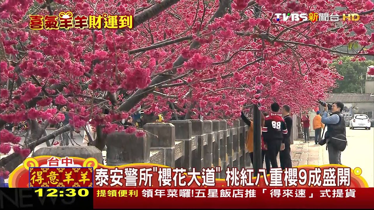 泰安警所「櫻花大道」 桃紅八重櫻9成盛開