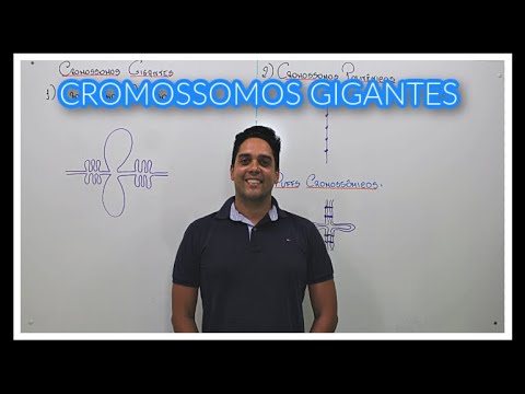 CROMOSSOMOS GIGANTES