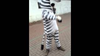 Зебра   танец и драка