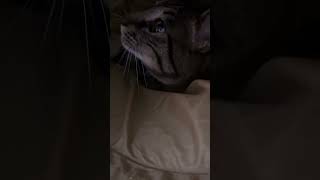 元猫カフェスタッフのナッツ