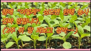 참깨 "이렇게" 심으면 농사 진짜 망합니다.(2주 뒤 땅 파보고 경악)(농사의신)