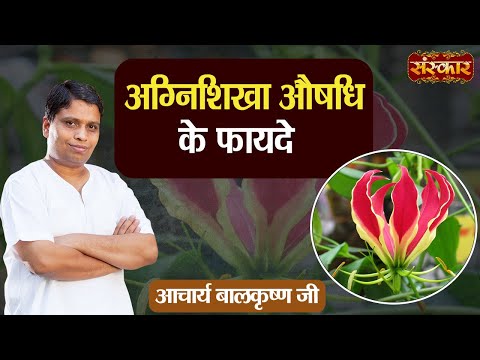 अग्निशिखा औषधि के फायदे | Benefits of Agnishikha Medicine | Acharya Balkrishna Ji | Sanskar TV