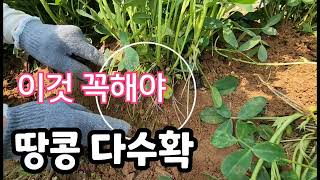 땅콩 다수확 하려면 이것 3가지 당장해야