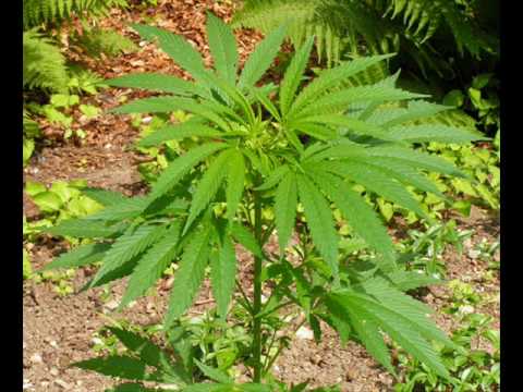 Chaumas - Clan masai ban go- video official HD