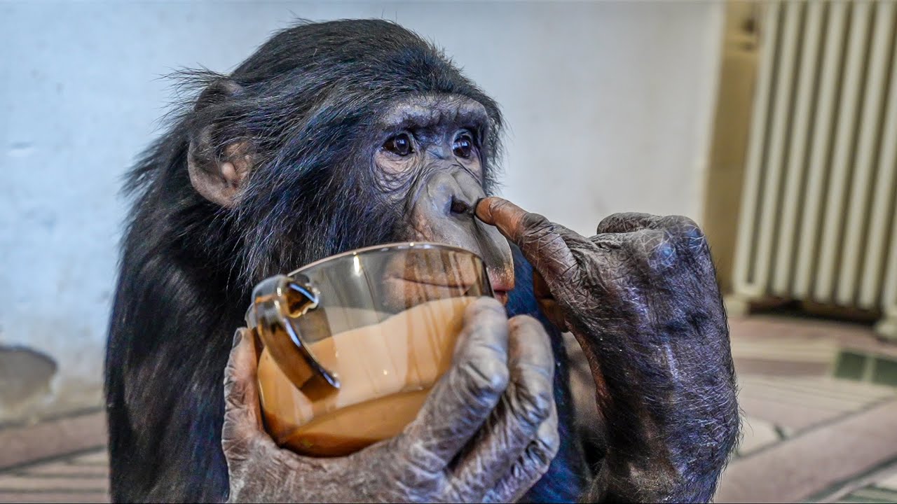 Что Бывает Когда Нужно Рано Разбудить Обезьяну?