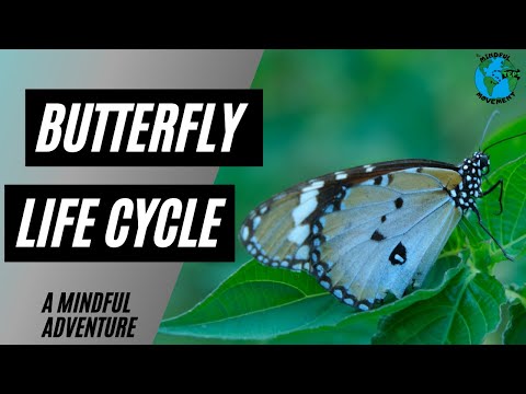 Butterfly Life Cycle Lesson