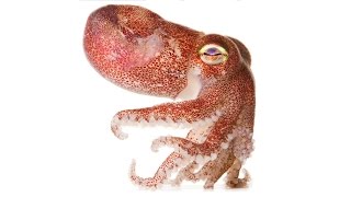 The Slimy and the Spineless: Portraits of Unsung Ocean Heroes