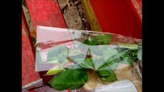 Peter Frampton - Mia Rose