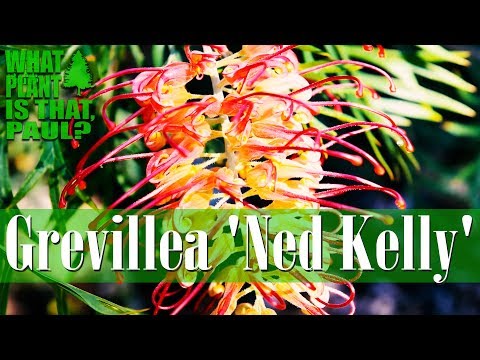 download lagu mp3 mp4 Grevillea Orange Flower, download lagu Grevillea Orange Flower gratis, unduh video klip Grevillea Orange Flower