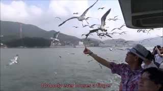 preview picture of video 'Feeding Ferry Birds'