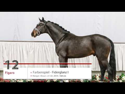 12  Figaro Hengst v. Farbenspiel - Fiderglanz I