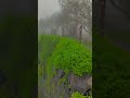 Roj Mala Visarun Me