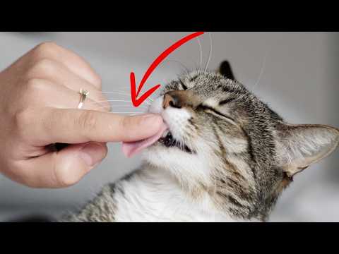 7 Dinge, die Katzen glücklich machen (Nr. 7 ist herzzerreißend)