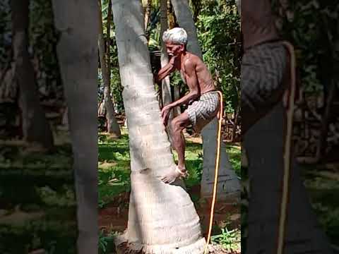 Coconut tree climbing traditional way