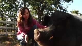 Rescued Hog Loves Reiki Treatments