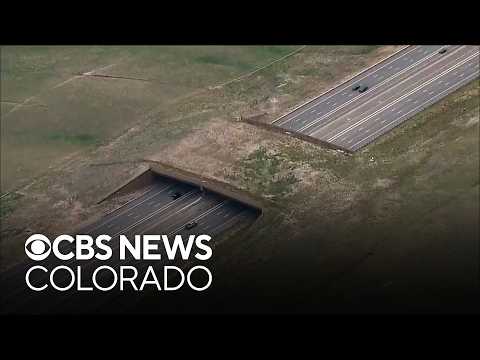 Largest wildlife overpass in North America "big success ...