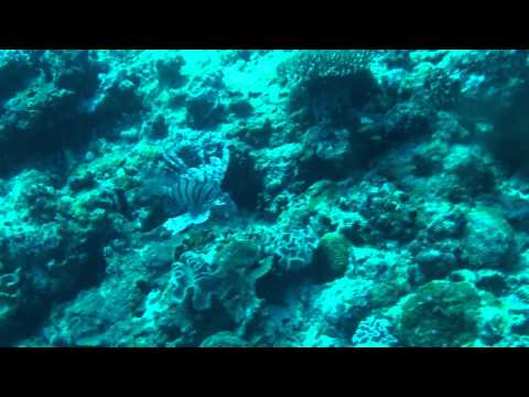 Diving Palau - 07 May 2011