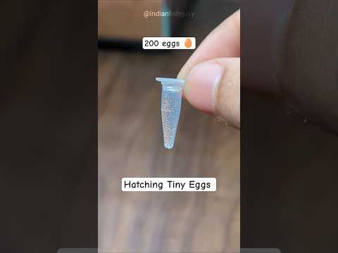 Hatching Triops Eggs!  #animals #aquarium #aquaticpets #pets #fish