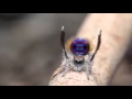 Peacock Jumping Spider set to "Swan Lake"