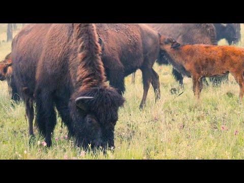 Wild Vermejo | Building a better conservation philosophy