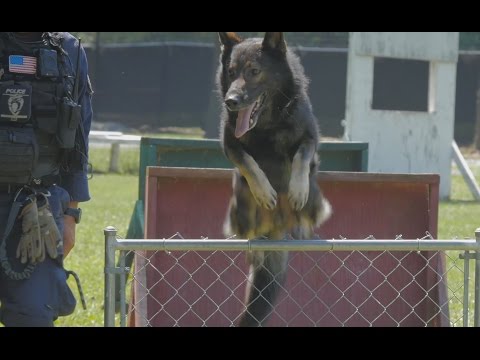 CMPD's Canine Unit: Featuring K9 Dano