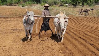 ကိုနေဝေးတို့ မိုးမြေပဲချတဲ့နေ့