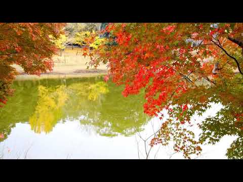 nara 1min005nara todaiji
